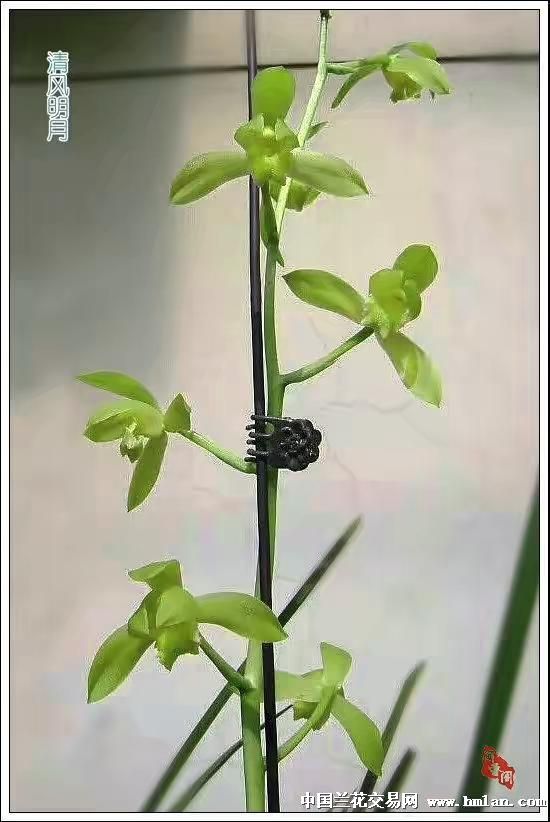 素三彩素不用_偶素