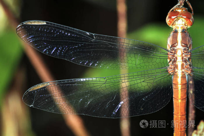 沙漠蜻蜓_沙漠蜻蜓进化图_沙漠蜻蜓属性