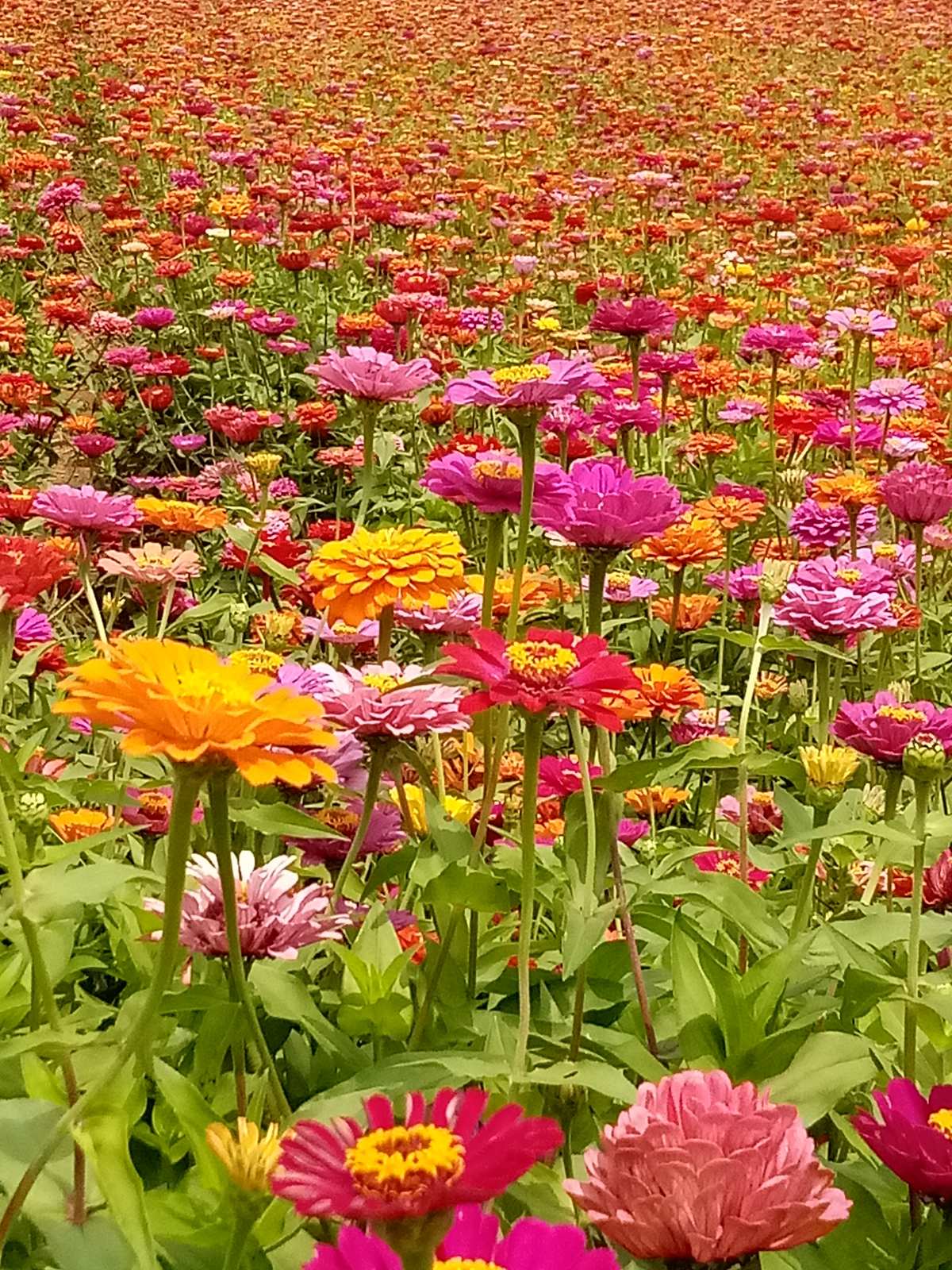 花游_小鸟游十花_侍魂零游蝶花