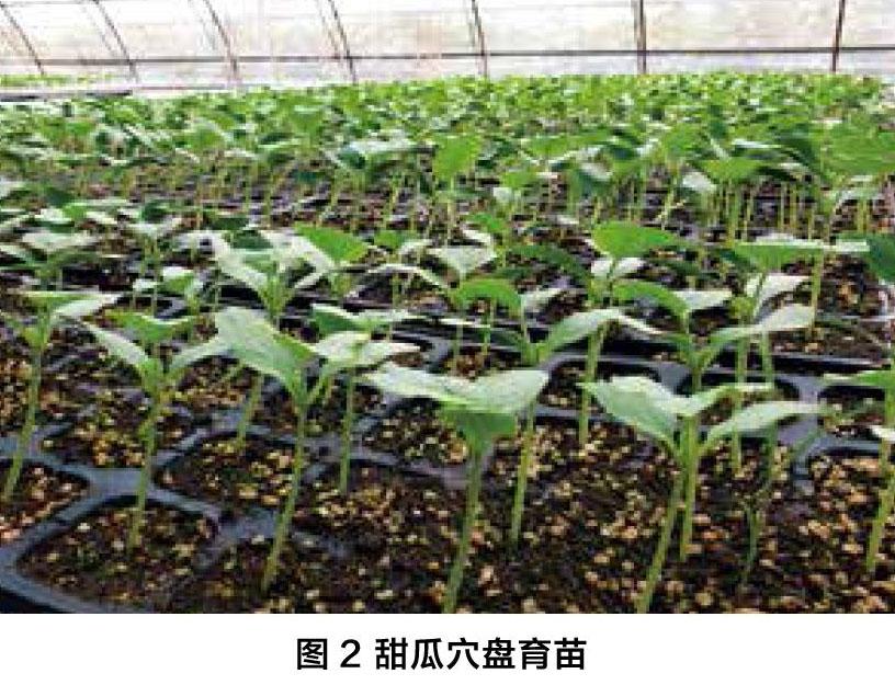 瓜的种类_瓜六_豆瓜