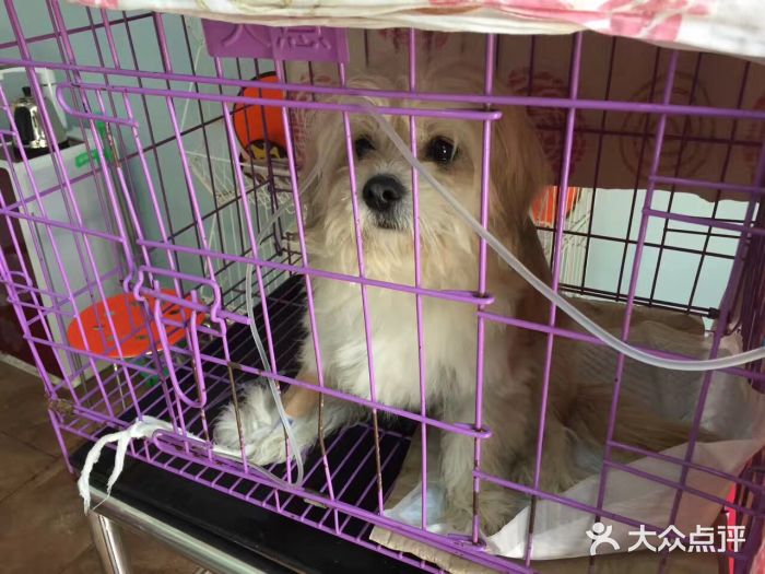 宠医客考试答案_宠医客会员账号共享_宠医客