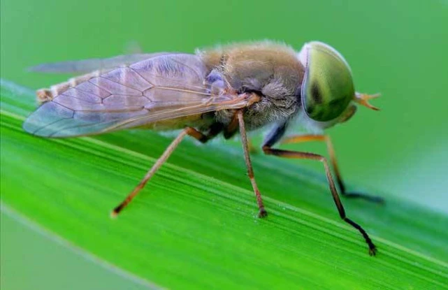 萌虻进化_萌虻进化图_萌虻