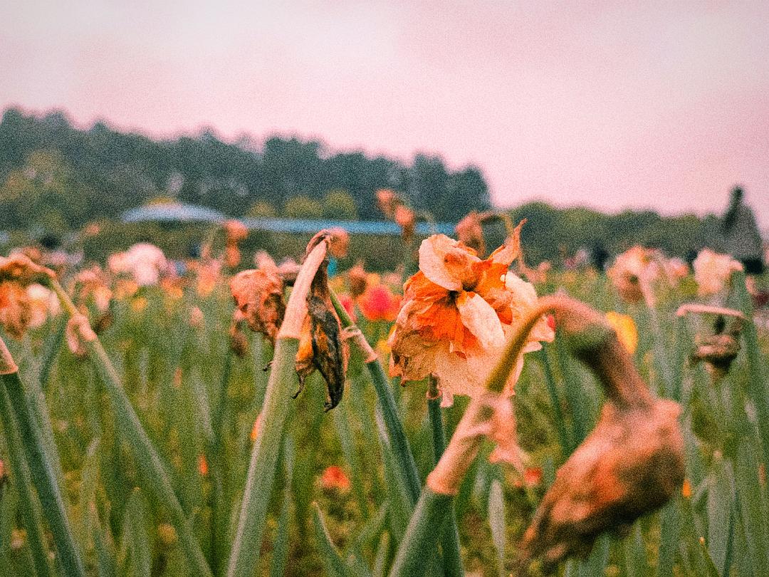 歌曲花儿也谢了_花儿谢了你才来什么歌名_你看那花儿都谢了是什么歌