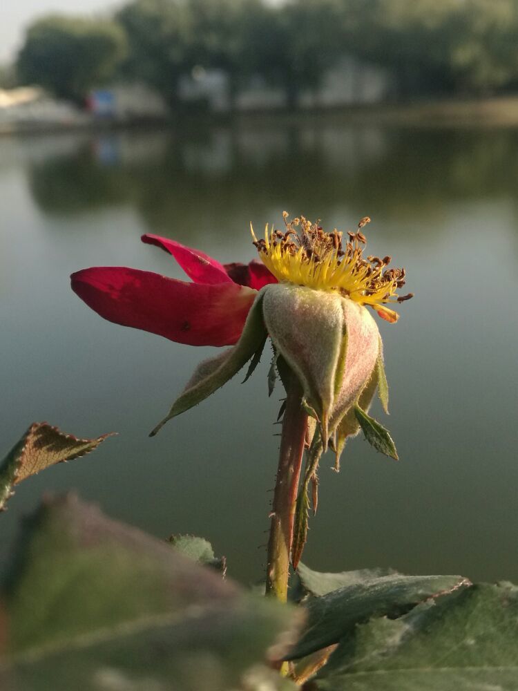 歌曲花儿也谢了_花儿谢了你才来什么歌名_你看那花儿都谢了是什么歌