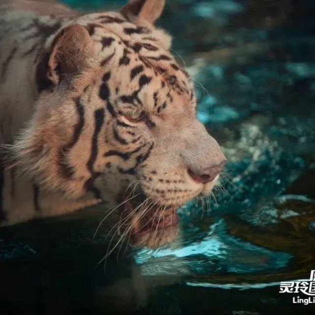 龙争虎斗加基森_龙争虎斗加里森卡牌_龙争虎斗加基森卡牌一览