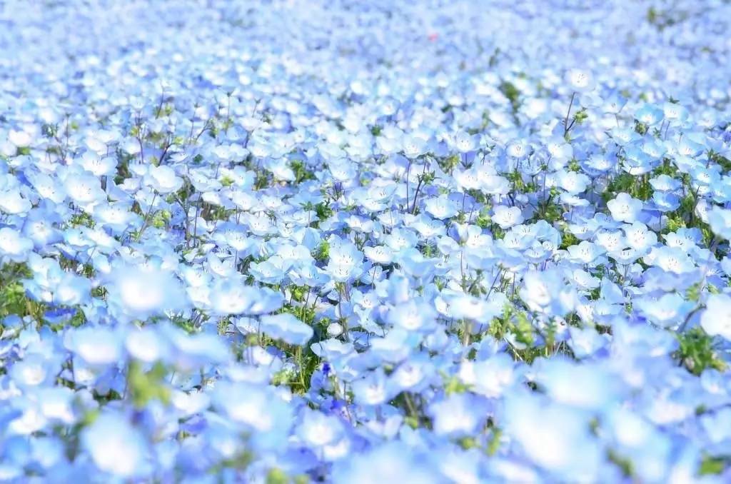 花町物语各务_花町物语啊_花町物语