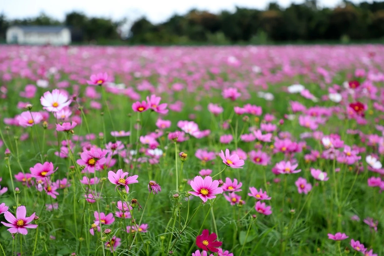 花町物语啊_花町物语各务_花町物语