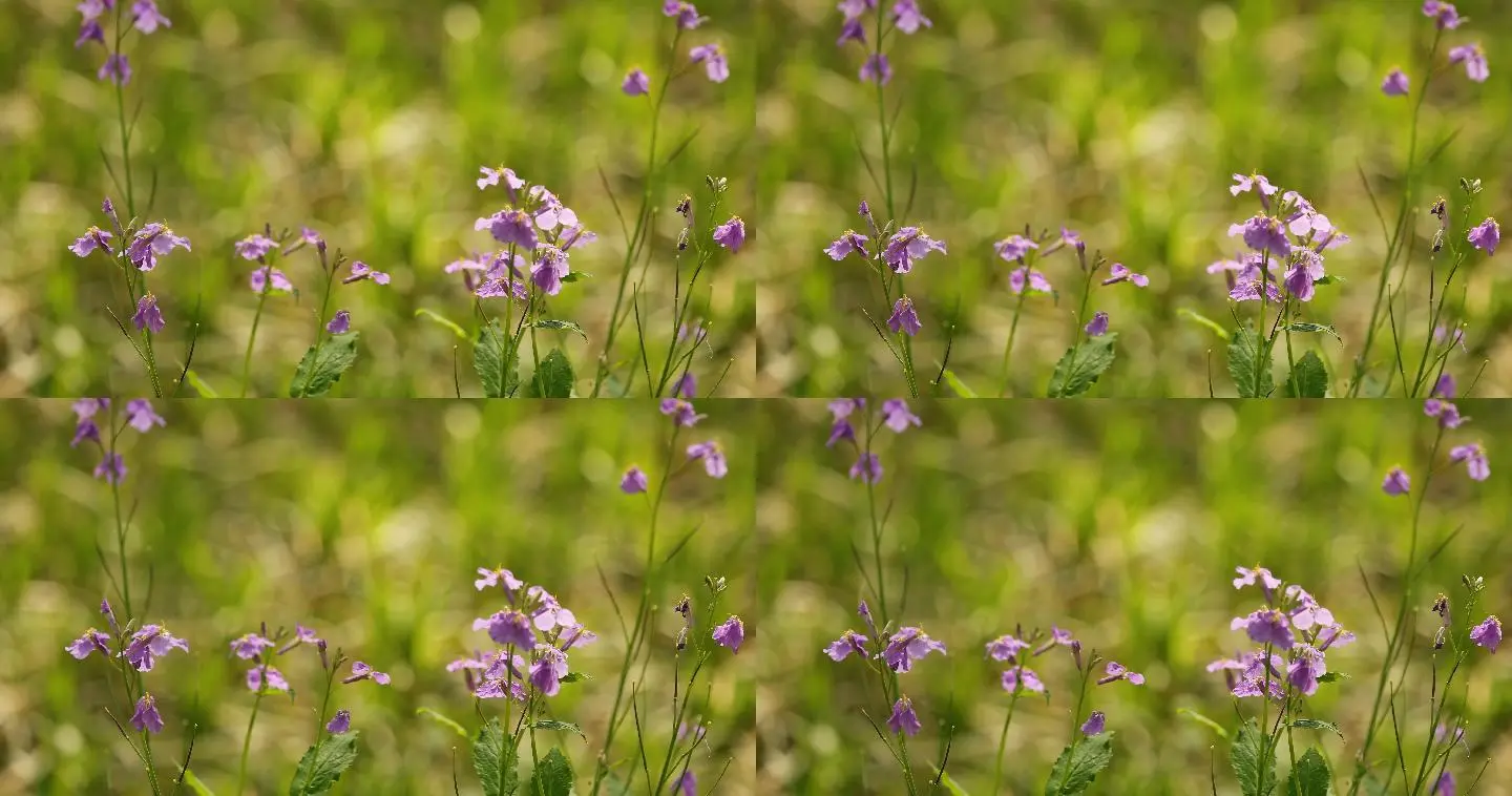 野花社区视频www_野花社区视频www_野花社区视频www