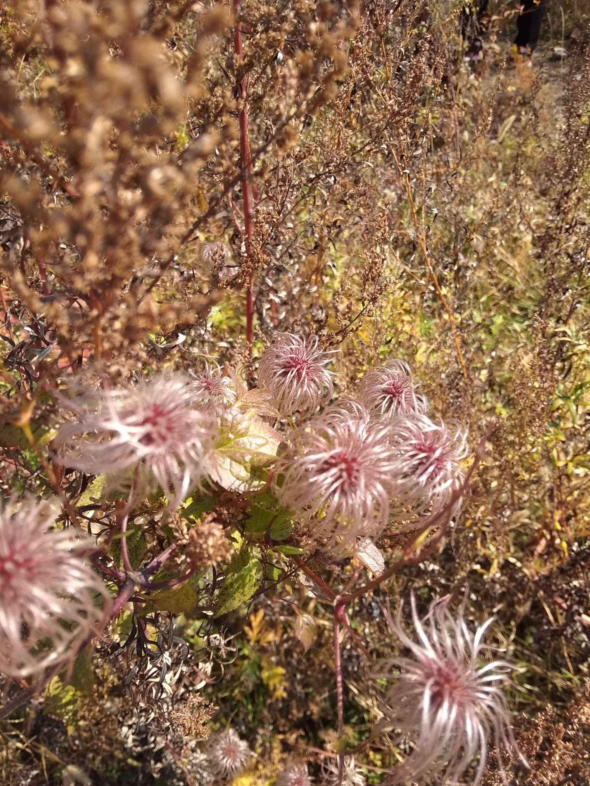 野花社区视频www_野花社区视频www_野花社区视频www