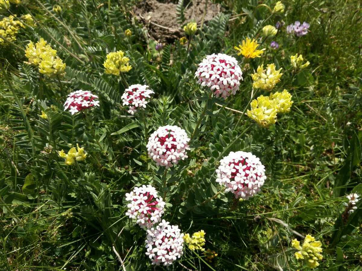 野花社区视频www_野花社区视频www_野花社区视频www