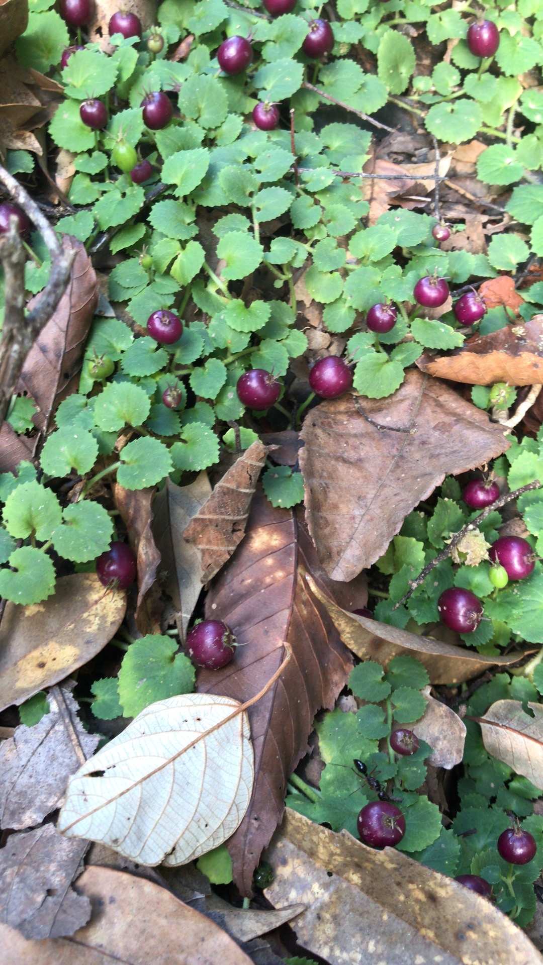 睡火莲的花语和寓意_睡火莲多少钱一朵花_睡火莲