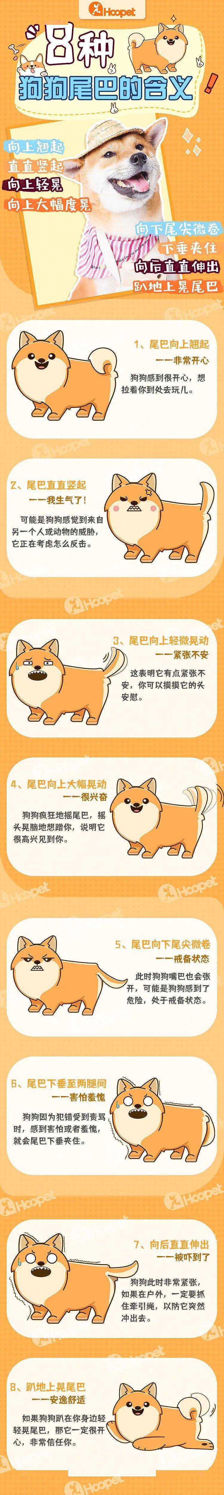 猫狗翻译软件_猫狗翻译器_猫狗翻译器小程序