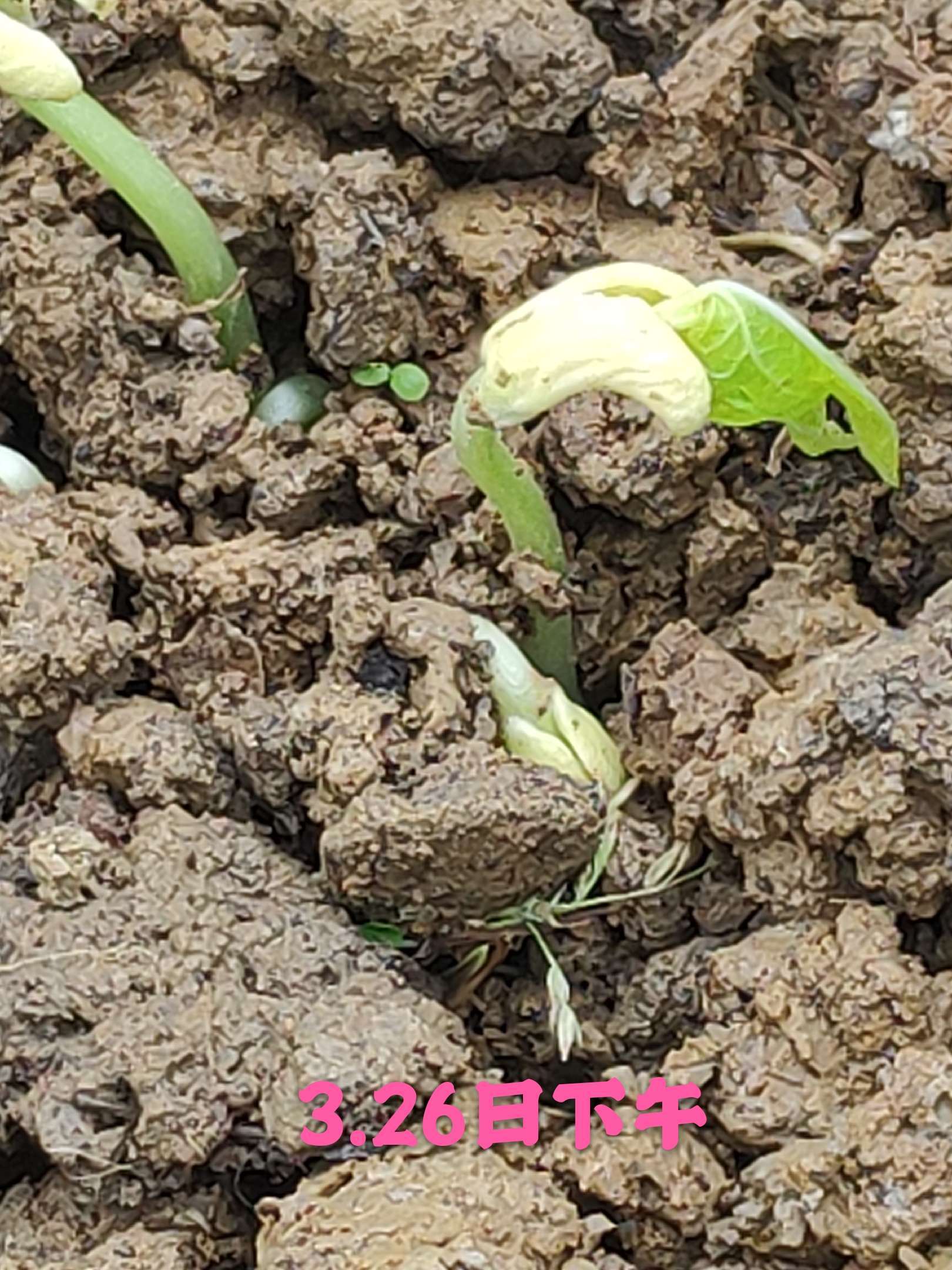 水果蔬菜游戏_燃烧的蔬菜游戏_蔬菜游戏