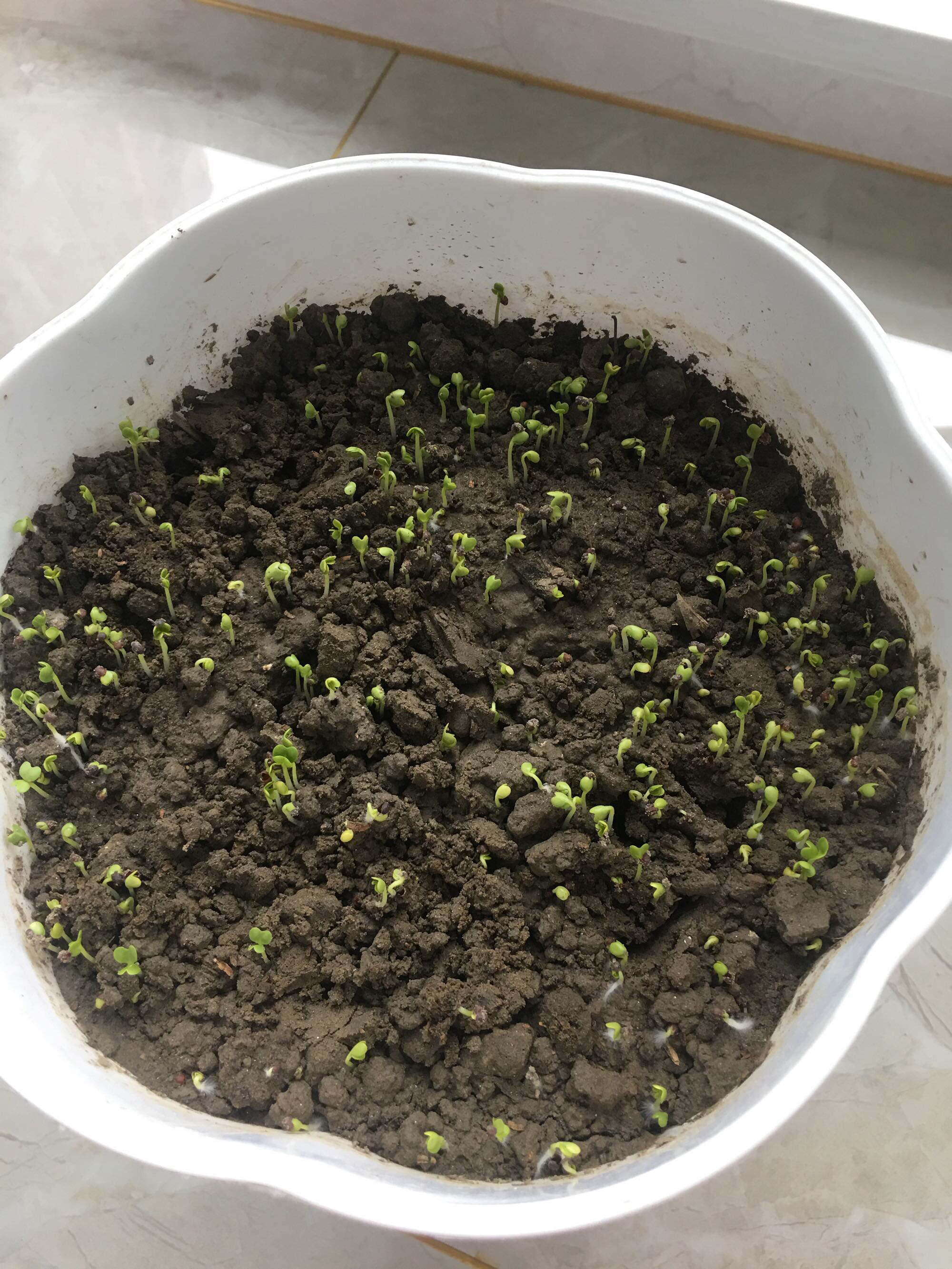 燃烧的蔬菜游戏_蔬菜游戏_水果蔬菜游戏