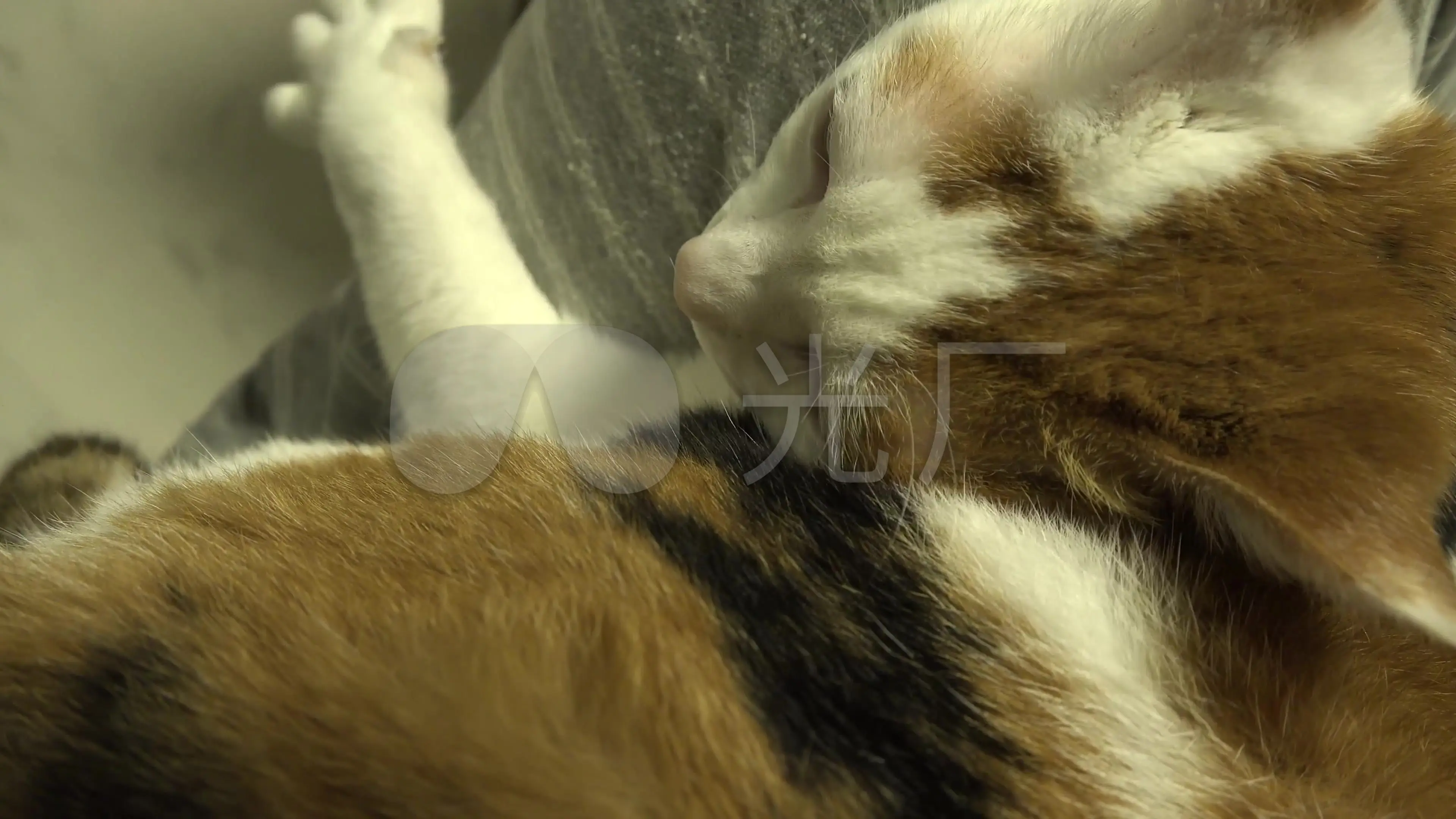 影猫网_猫影网页去哪里_猫影网络科技