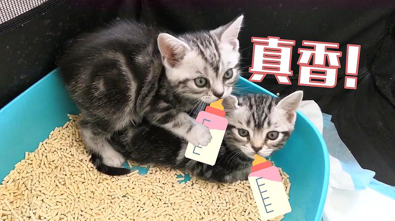 猫影网页去哪里_影猫网_猫影网络科技