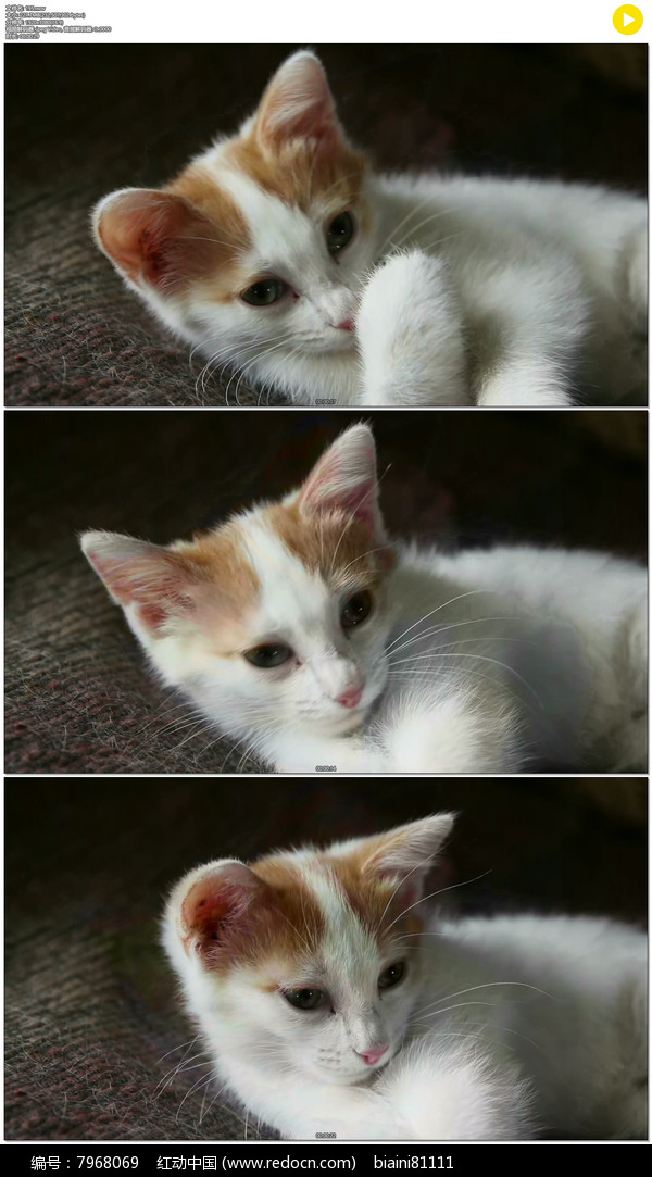 影猫网_猫影网页去哪里_猫影网络科技