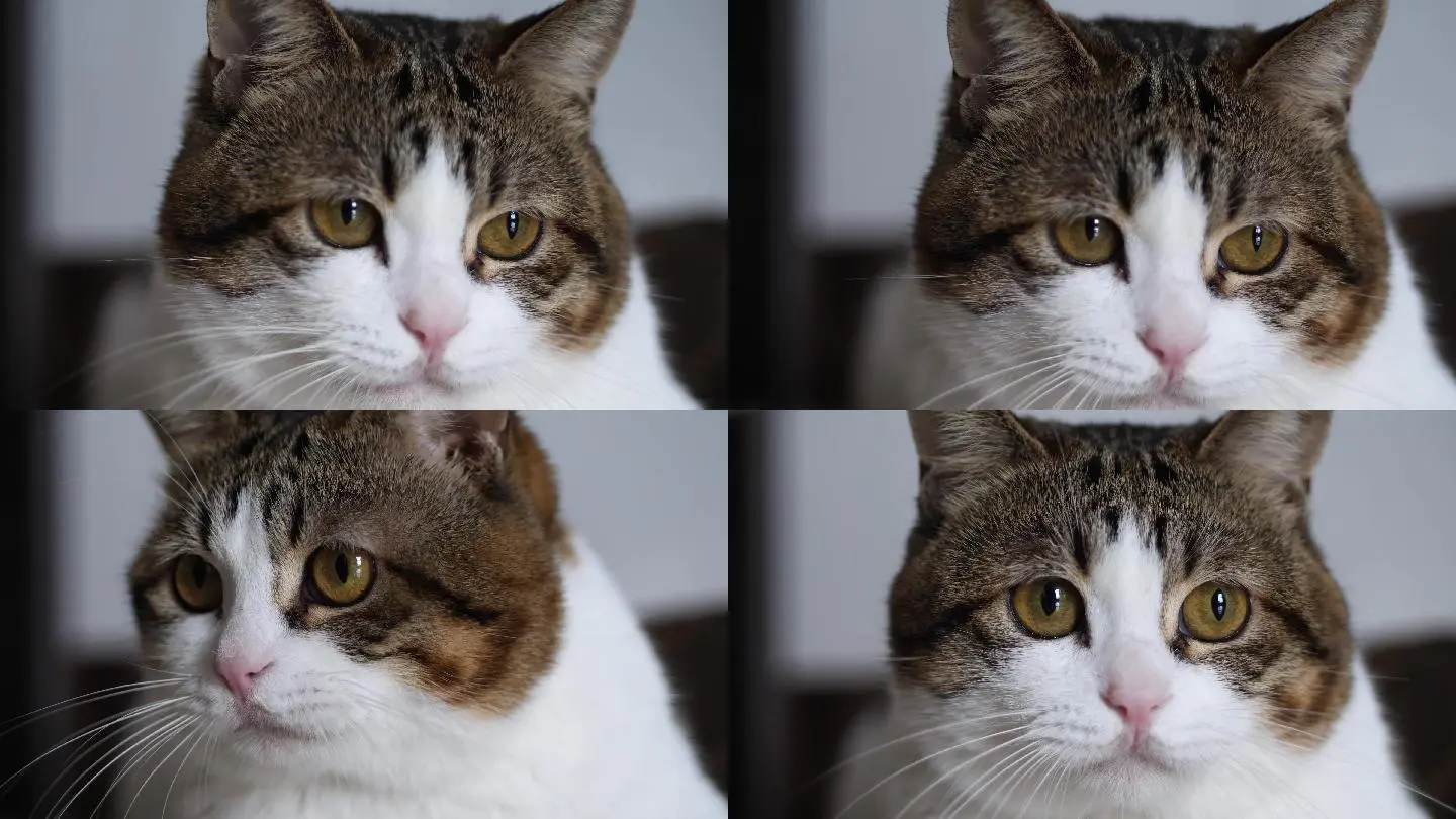 影猫网_猫影网络科技_猫影网页去哪里