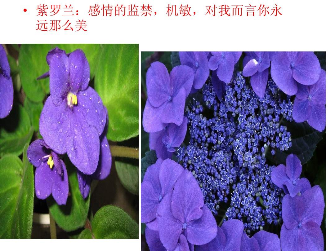 怜花宝鉴_怜花宝鉴_怜花宝鉴