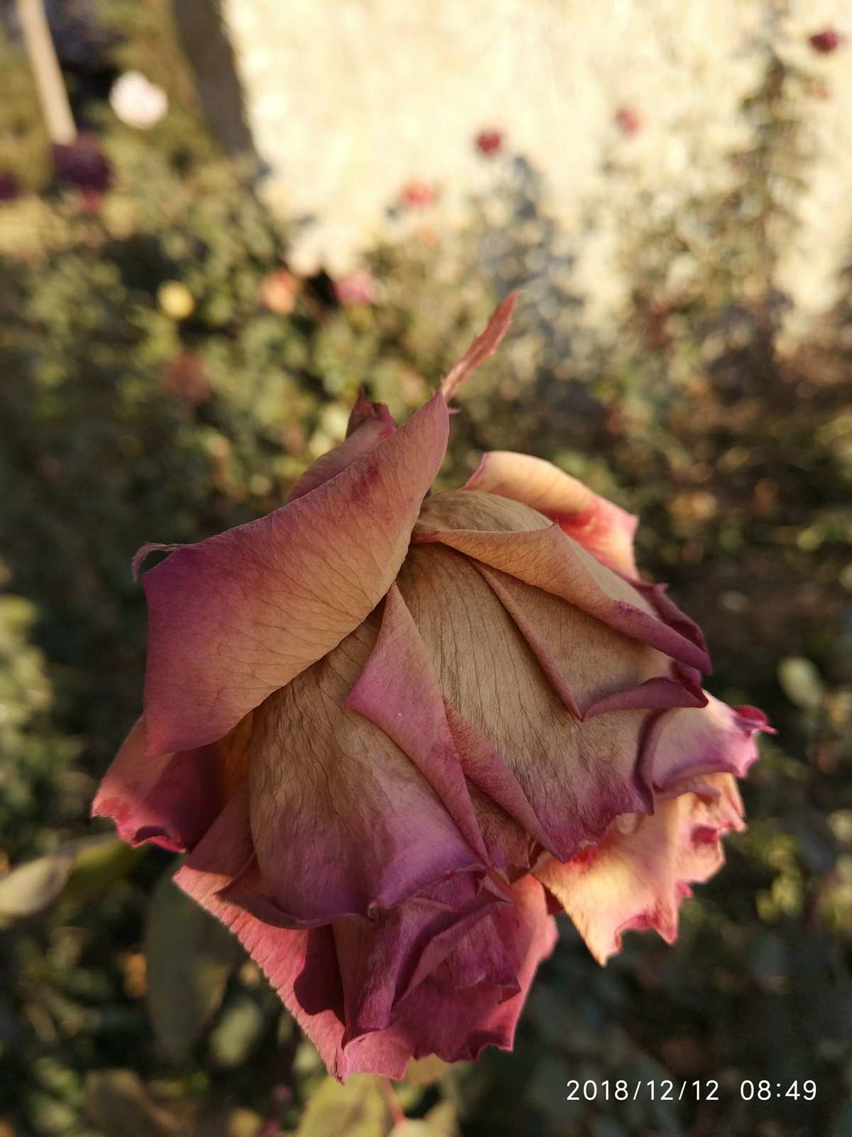 歌曲花儿也谢了_你看那花儿都谢了是什么歌_花儿谢了你才来什么歌名