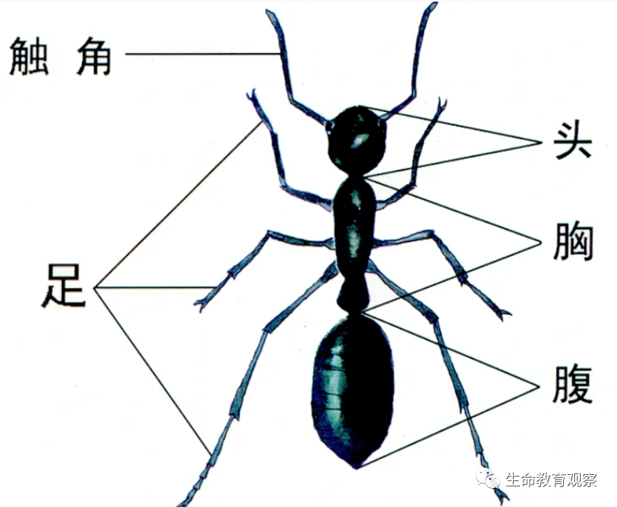 蚂蚁进化3d_蚂蚁进化破解版无限资源免广告_蚂蚁进化