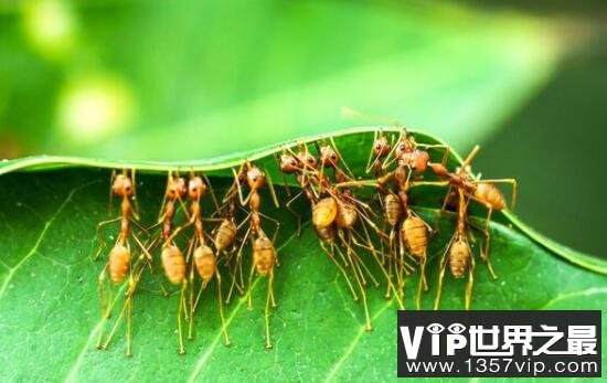 蚂蚁进化_蚂蚁进化3d_蚂蚁进化破解版无限资源免广告