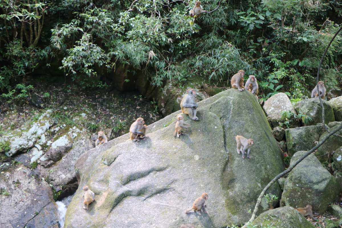 石猴授徒：神奇传说再现