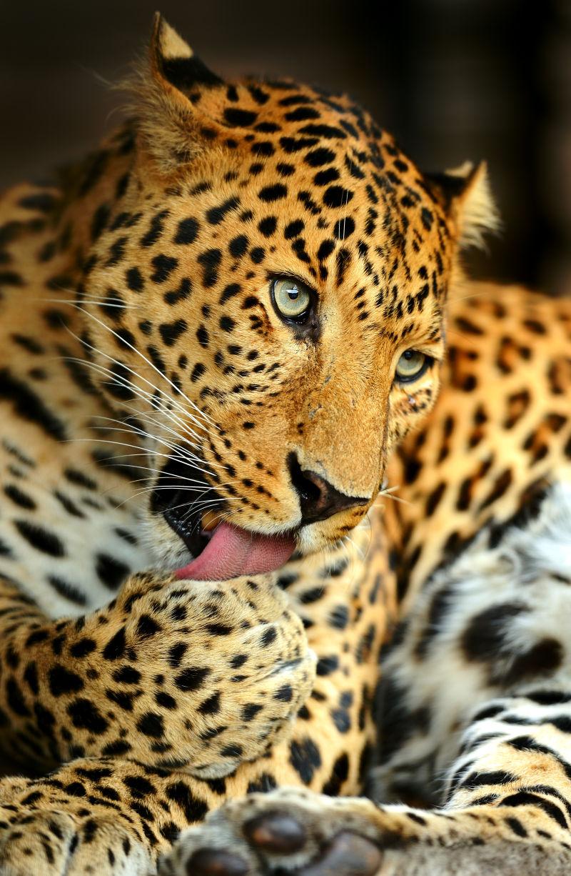 猎豹清理大师极速版2023_猎豹清理大师官方正版_猎豹大师清理