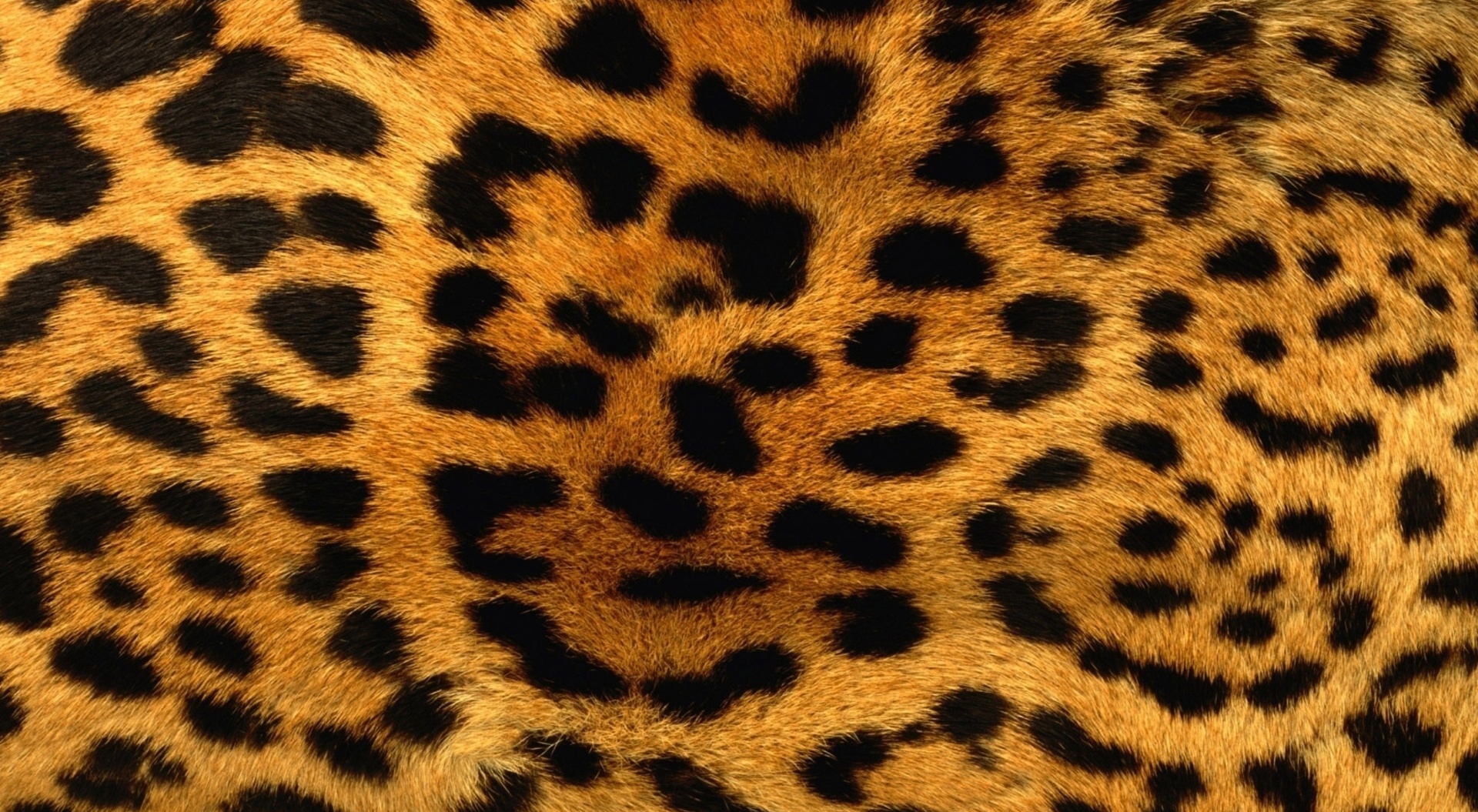 猎豹清理大师官方正版_猎豹清理大师极速版2023_猎豹大师清理