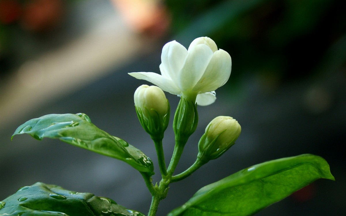 花之灵_灵花是什么意思_灵花清瘟胶囊的功效