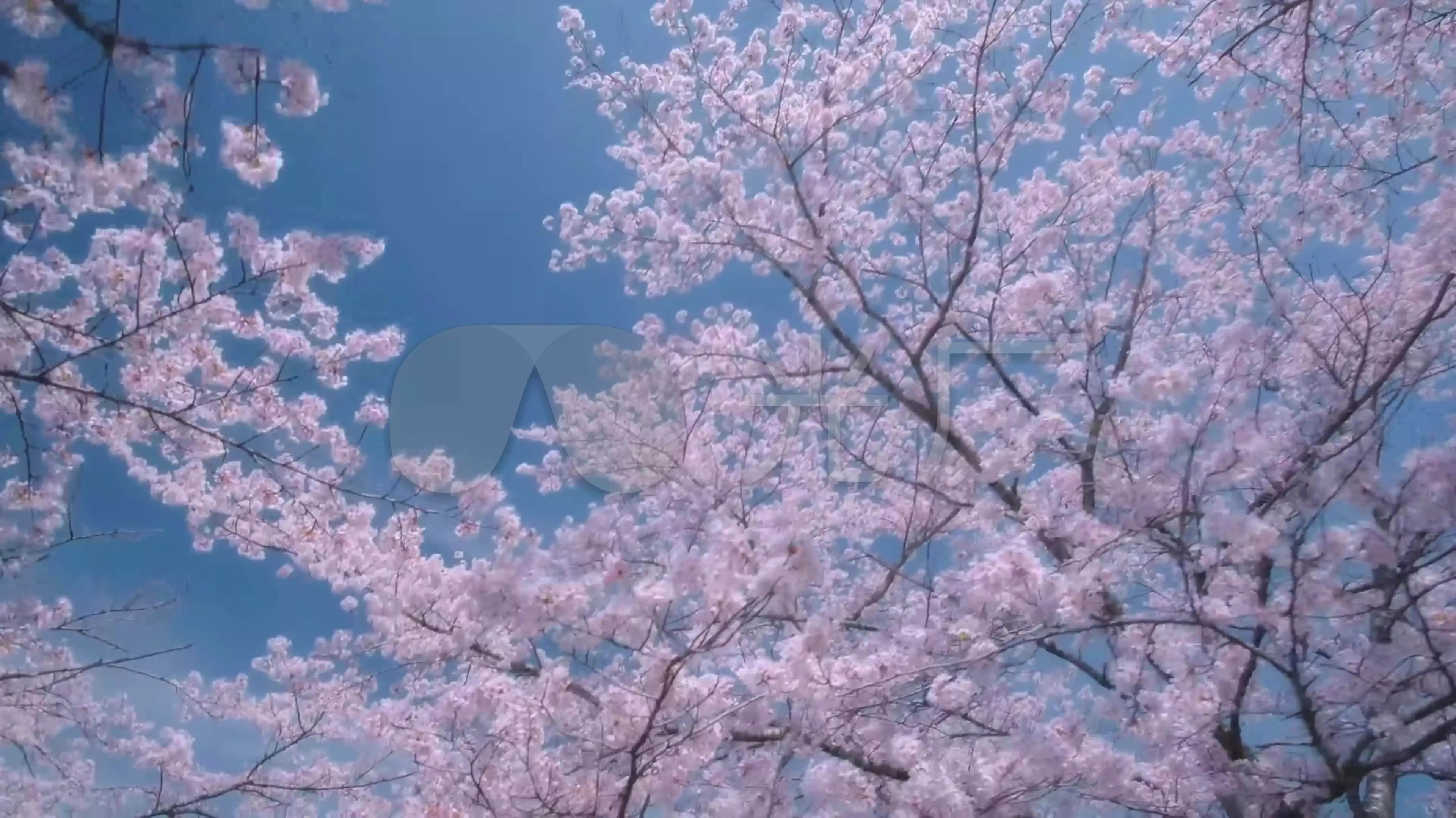 七七酱同款樱花校园模拟器_七七酱同款樱花校园模拟器_七七酱樱花校园模拟器下载