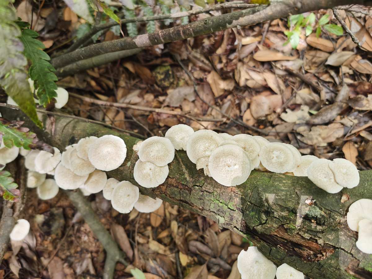 魅惑菇魅惑僵王_树王圣体菇_树菇王邮箱