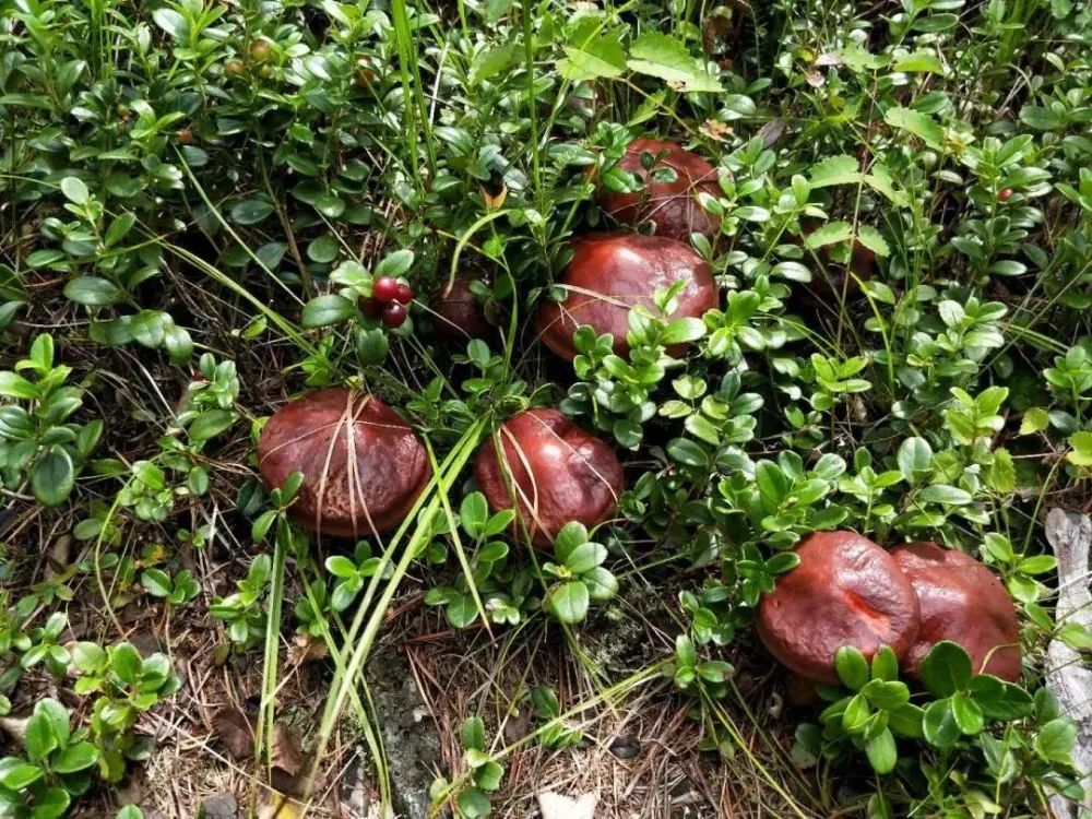 树王圣体菇_魅惑菇魅惑僵王_树菇王邮箱