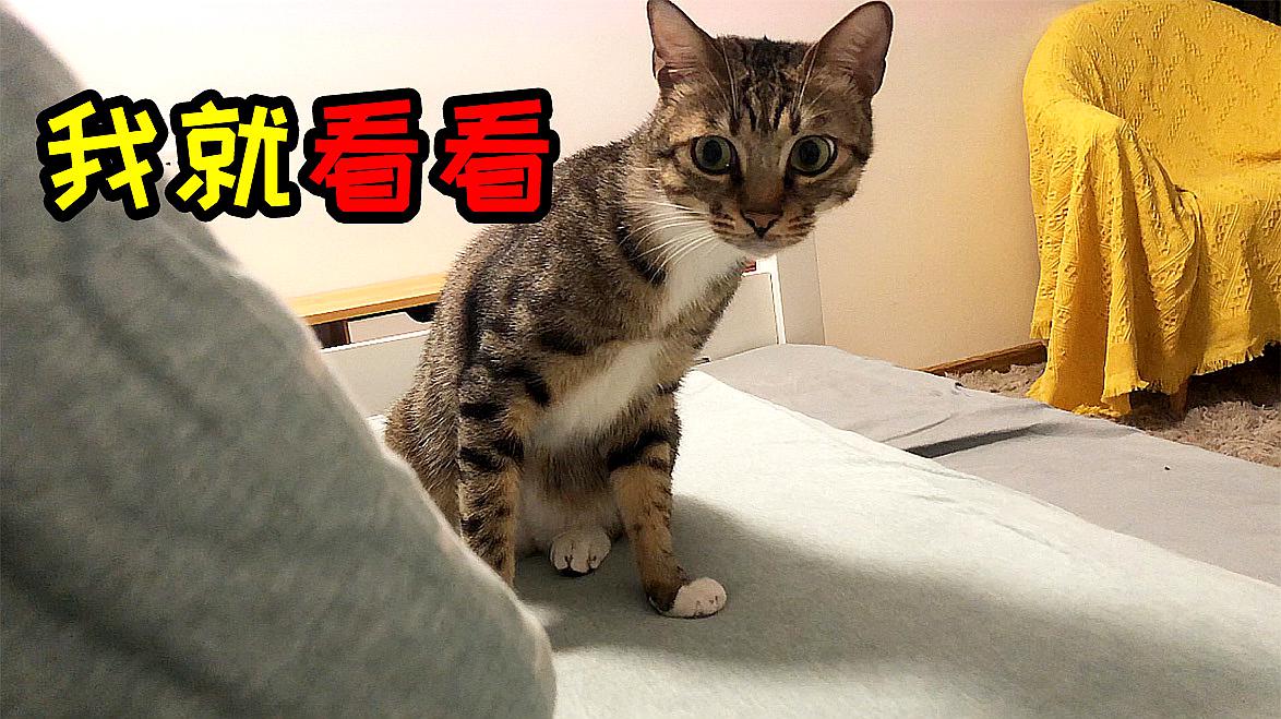 猫色成人_宋丹丹短视频短_快猫短视频成人