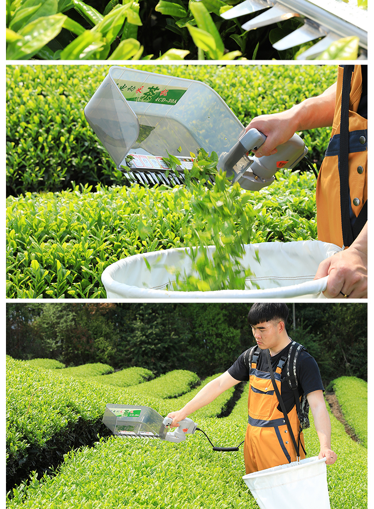 绿茶模拟器2_绿茶模拟器下载安装_绿茶模拟器