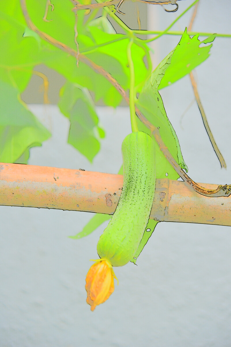 丝瓜搭架视频教程_种植丝瓜视频_丝瓜短视频