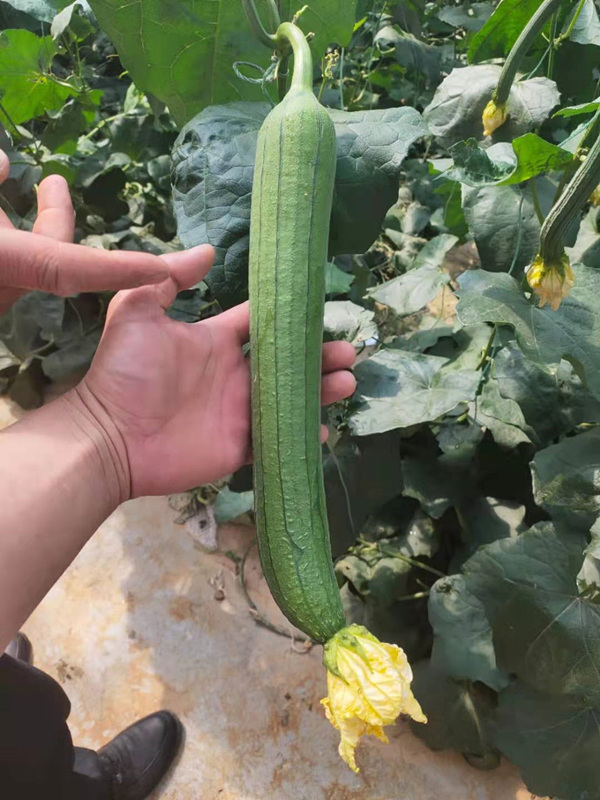 丝瓜短视频_种植丝瓜视频_丝瓜搭架视频教程