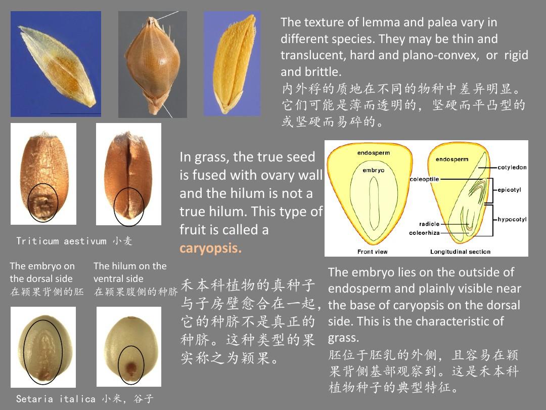 军火商人：打造种子机关枪的神秘大亨