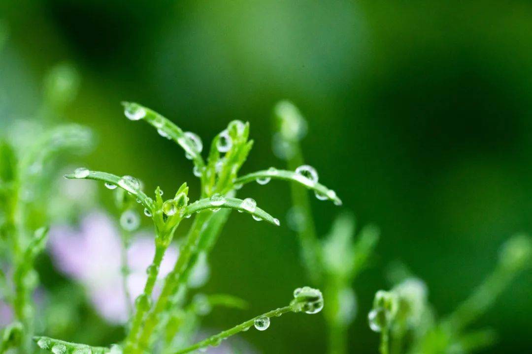 闻剑雨_闻剑雨奇遇怎么触发_闻剑雨奇遇