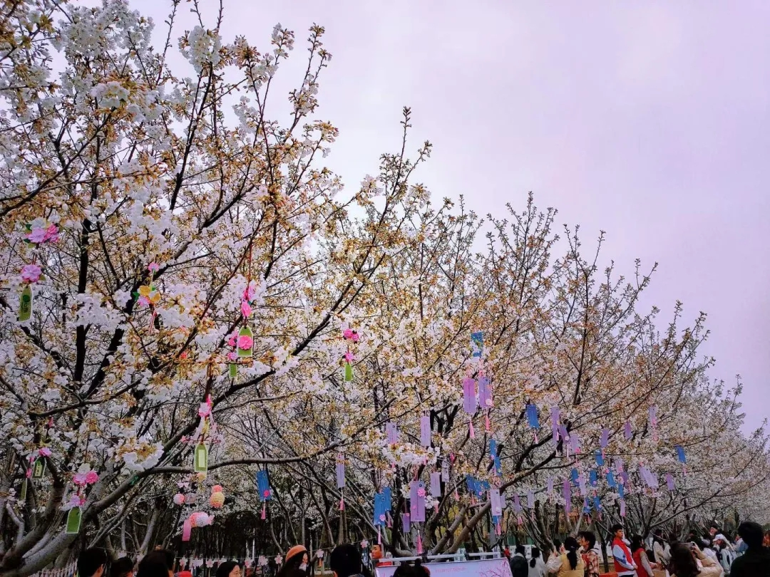 樱花校园新版本,青春最美好 樱花校园新版本,青春最美好