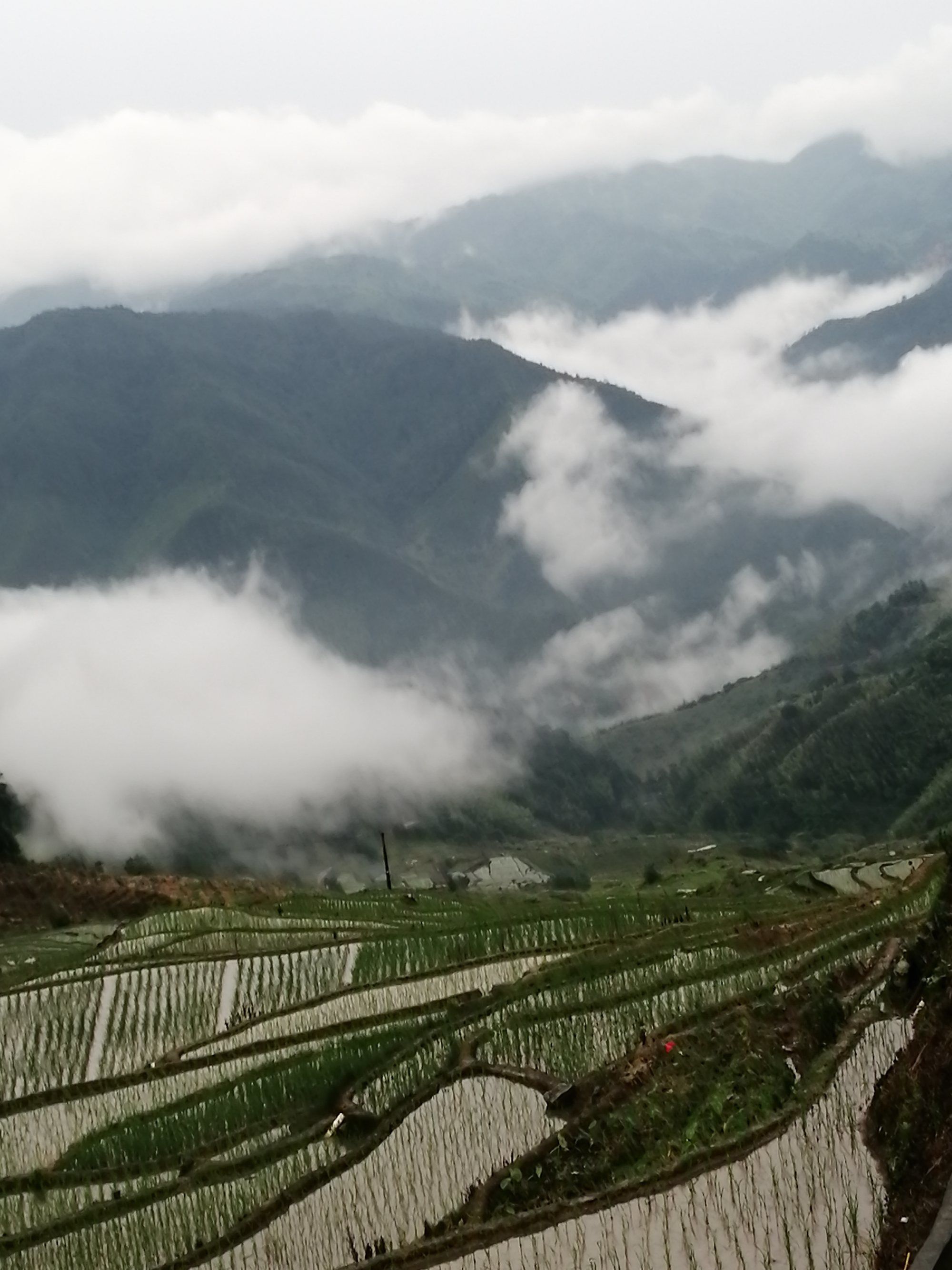 雾绿茶叶_绿雾_雾绿色好看吗