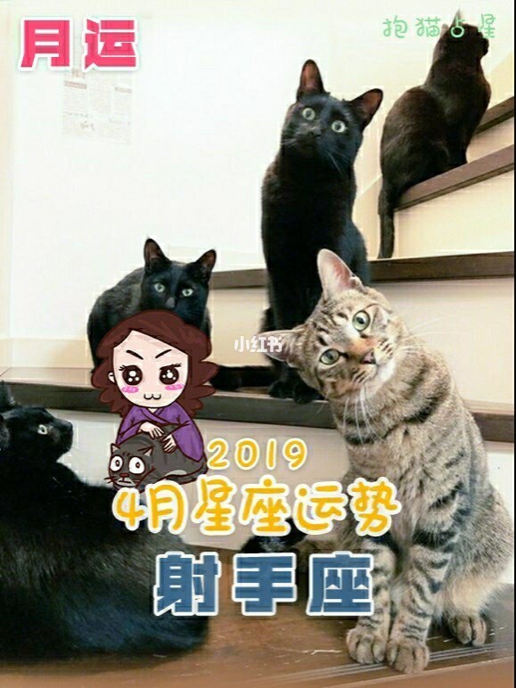 占星猫_占星猫cutli_占星猫app