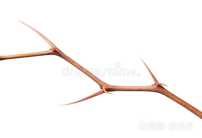荆棘黑白_黑荆棘_荆棘黑妹