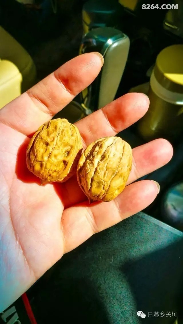 文玩核桃app_核桃APP_核桃app