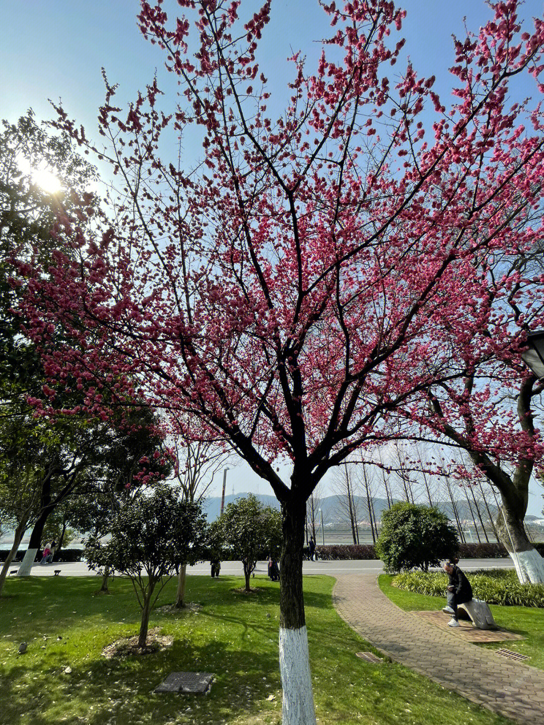 故乡的樱花开了是什么意思?_樱花开古诗_樱花开是什么意思