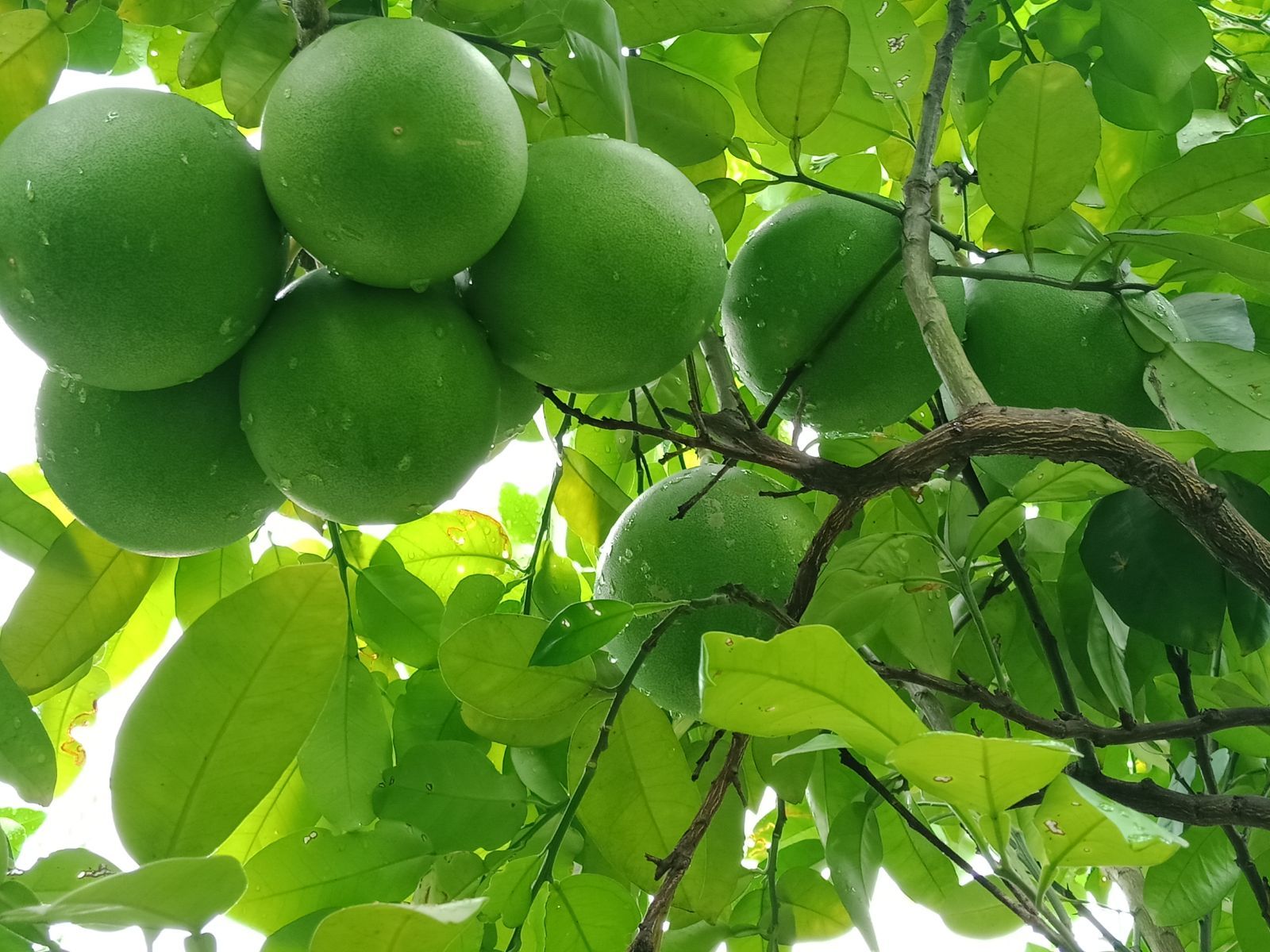 夏日灵狐_夏日灵狐怎么获得_夏日灵狐的