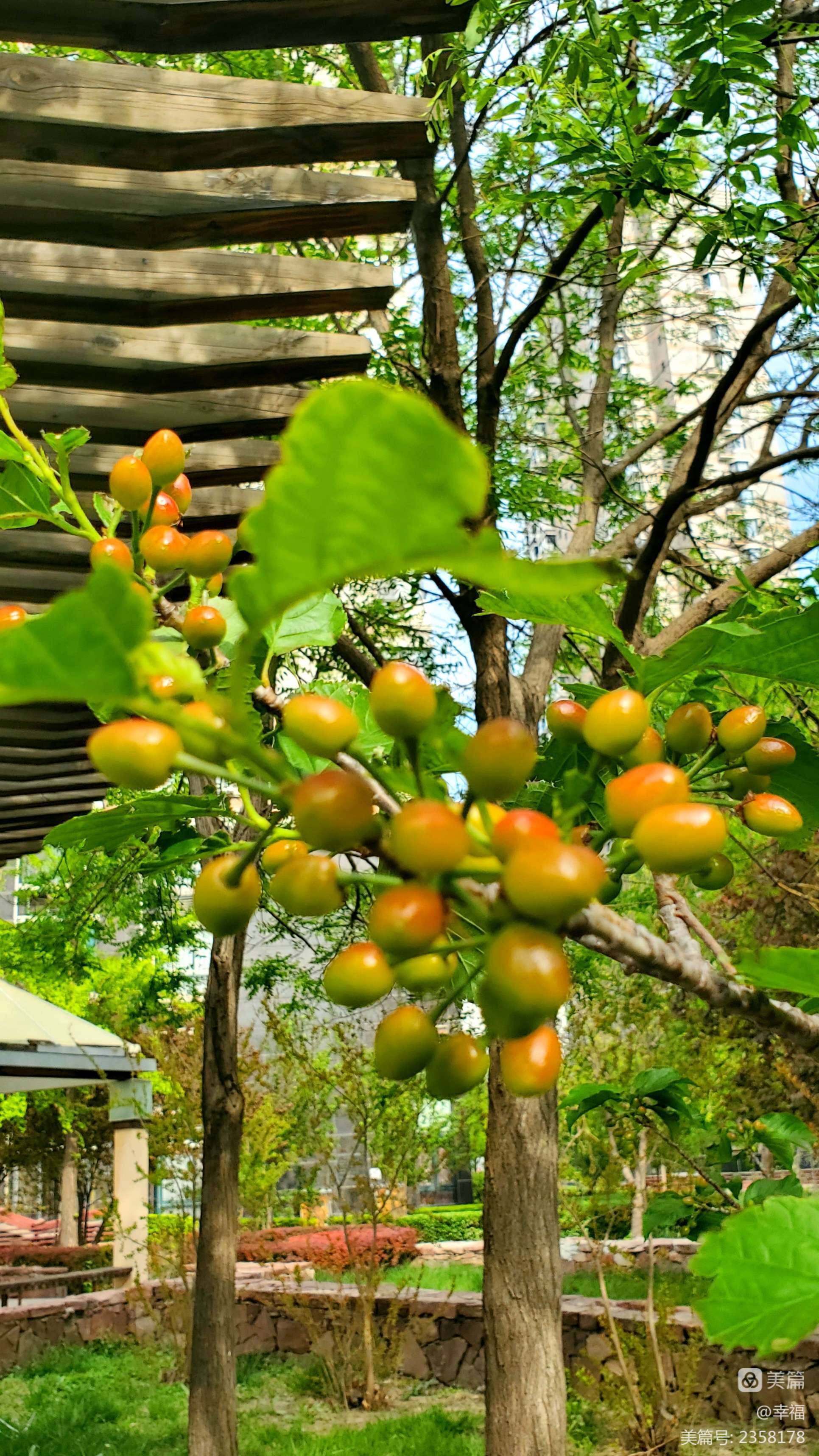 夏日灵狐的_夏日灵狐怎么获得_夏日灵狐