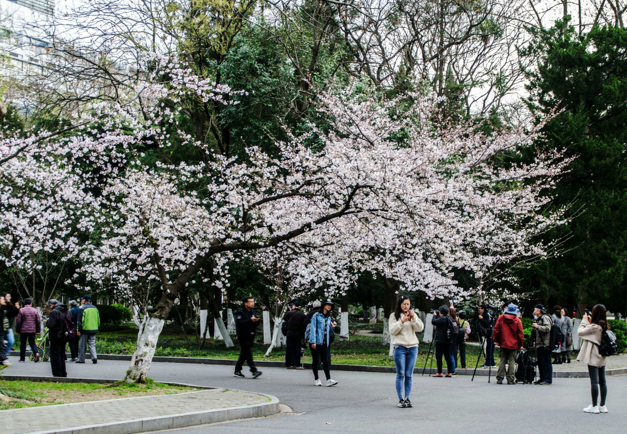 樱花校园模拟器：中学老师的无广告体验