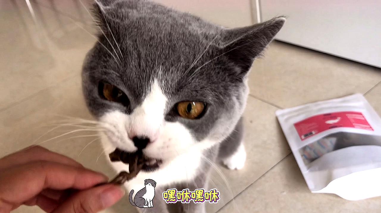 宋丹丹短视频短_猫咪短视频软件商店_快猫app短视频