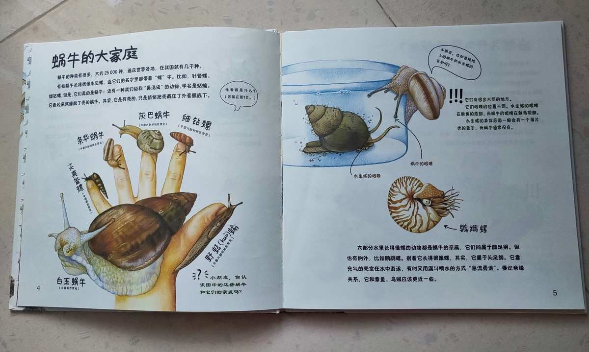 壳蜗牛壳_蜗牛壳_壳蜗牛是什么材料